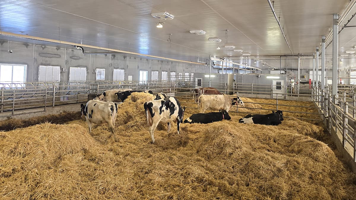 Wolf Creek Colony dairy barn — dry, clean environment with Reflect-O-Ray