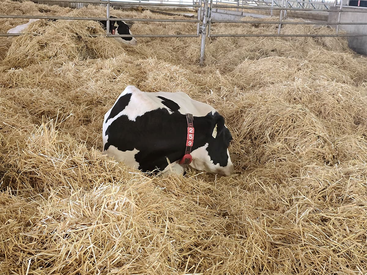 Wolf Creek Colony — cow resting in dry warm straw