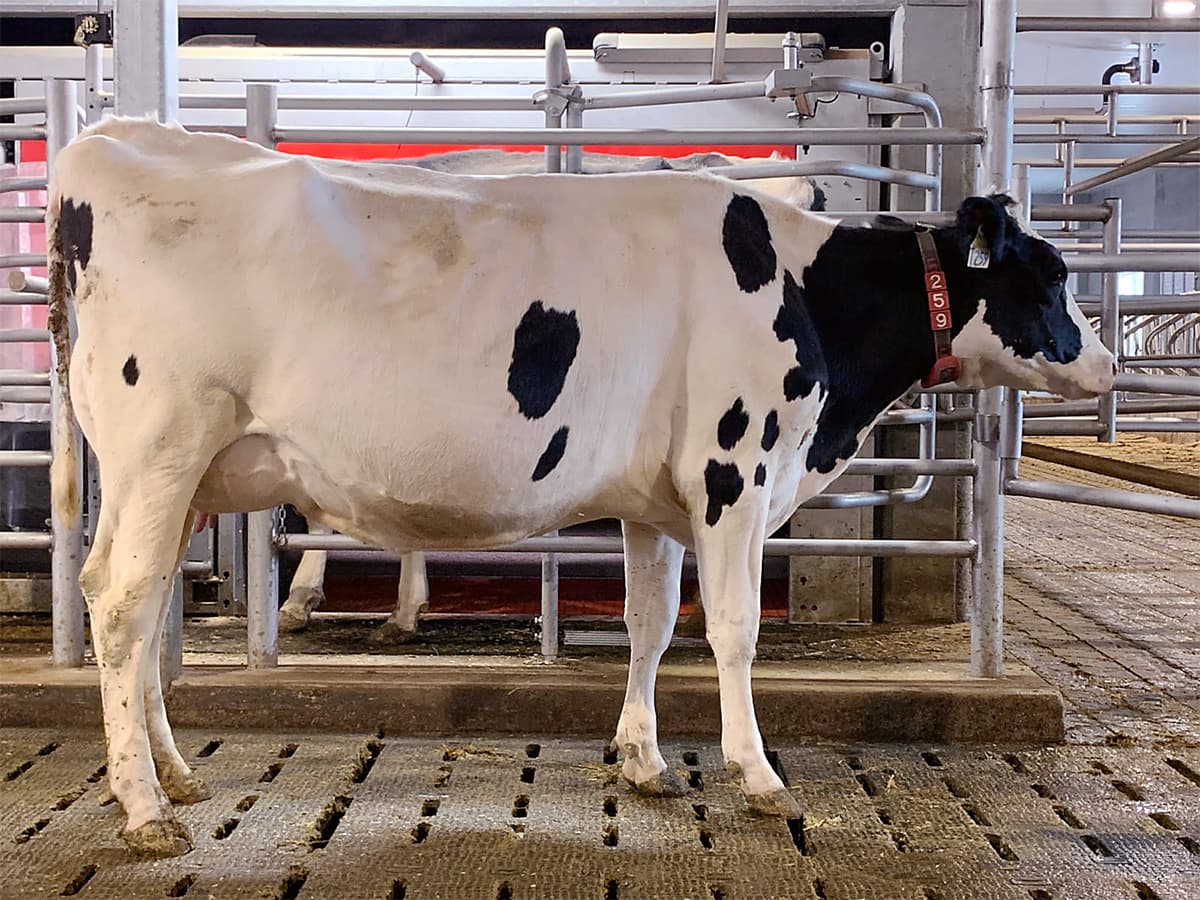 Wolf Creek Colony — cow at the milking parlor