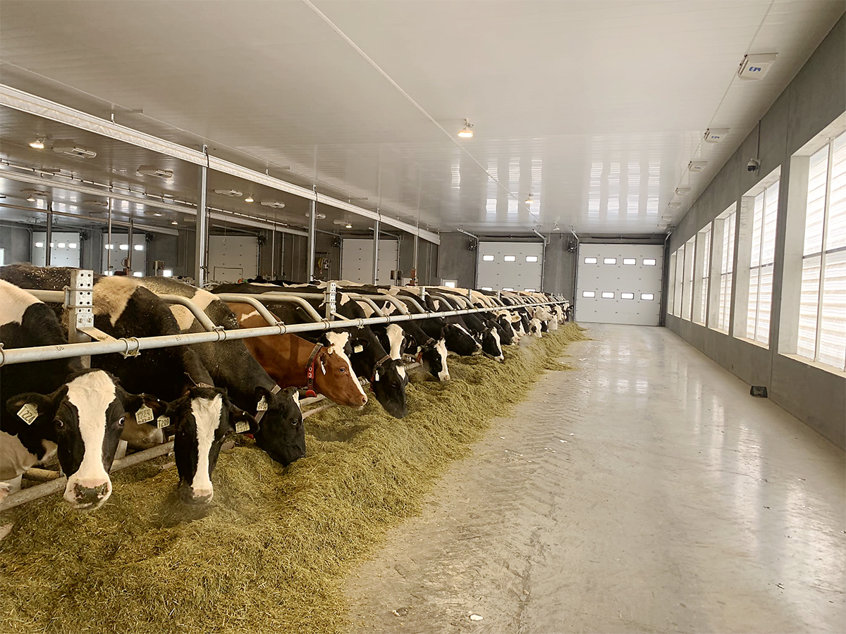 Wolf Creek Colony dairy barn — cows at feedline, clear windows, no fog