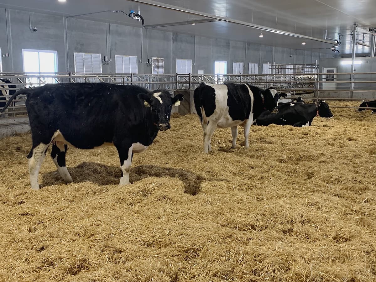 Dairy barn interior — Wolf Creek Colony