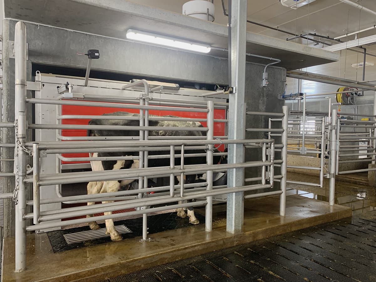 Holstein cow entering a Lely Astronaut robotic milking stall at Wolf Creek Dairy.