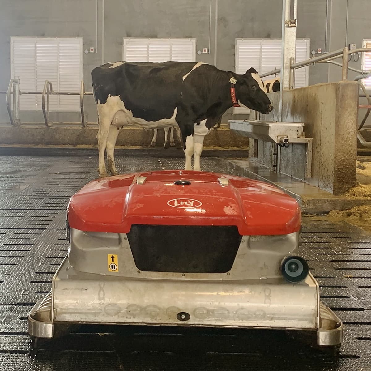 Lely robotic barn scraper at Wolf Creek Colony dairy — automation in a modern dairy barn