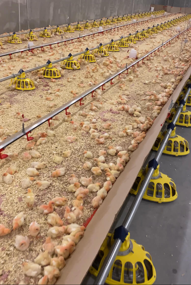 Baby chicks spreading evenly across a brooding barn with Reflect-O-Ray infrared heating