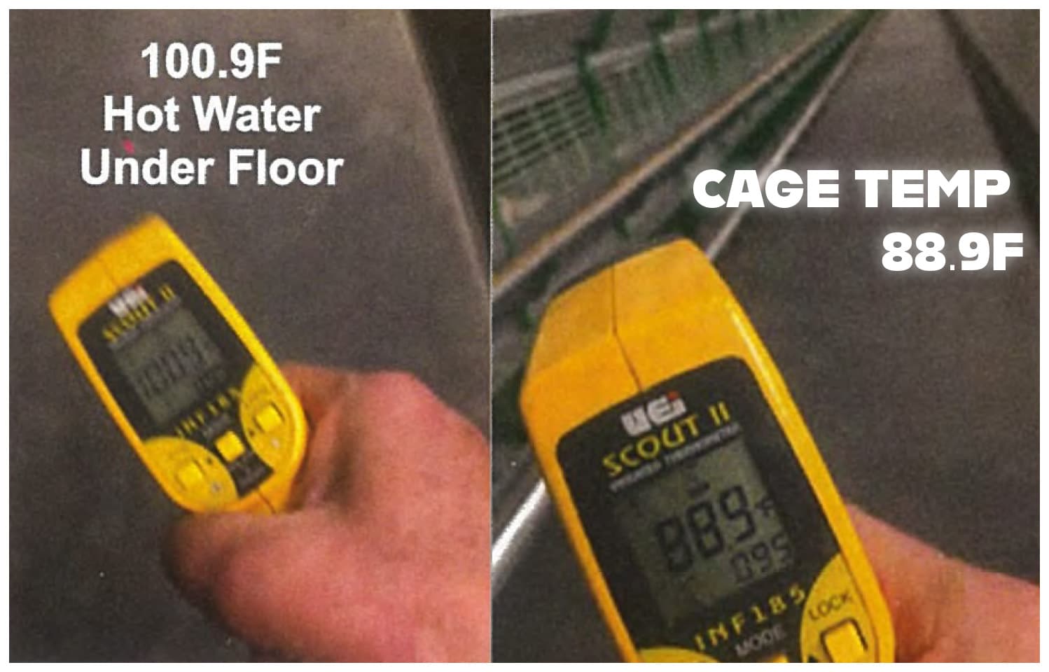 Temperature gun showing floor vs cage vs wall differentials in a hot water heated barn