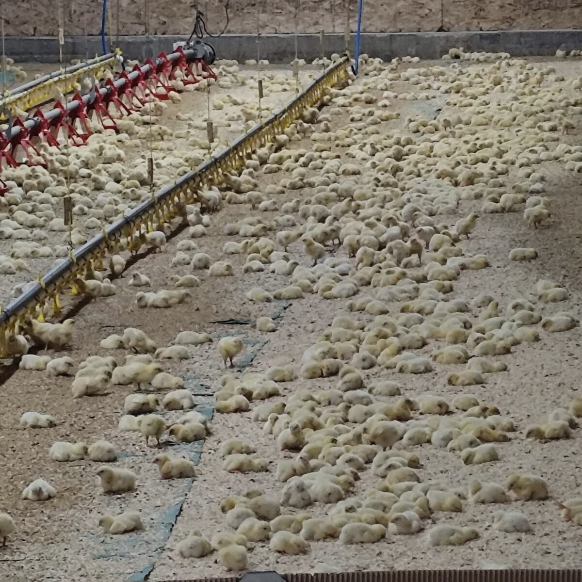 2-day-old chicks spread wall to wall — Viking Colony