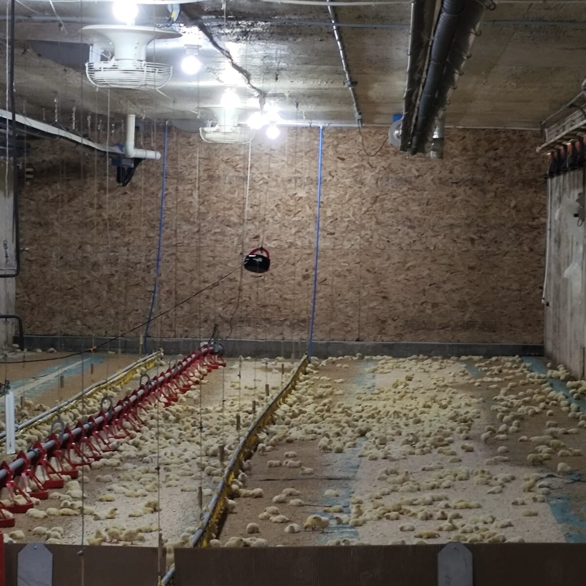 2-day-old chicks using the full barn floor
